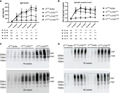 Heterozygous mutations in factor H aggravate pathological damage in a stable IgA deposition model induced by Lactobacillus casei cell wall extract